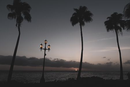 Last light of a caribbean sunset with palm trees and a street lampの写真素材