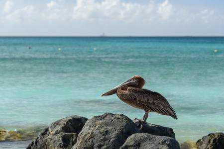Close up of a Pelican on a cliff in a caribbean beach of Arubaの写真素材