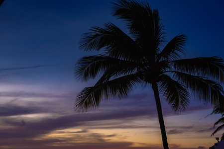 Tropical sunset with a silhouette of a palm tree against the skyの写真素材