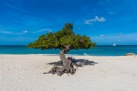 Divi Divi tree against the turquoise water of the Caribbean Sea in the famous Eagle Beach, Aruba.の写真素材