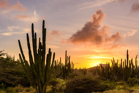 View of the arid nature of Aruba with cactus at sunsetの写真素材