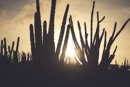 View of the arid nature of Aruba with cactus at sunset