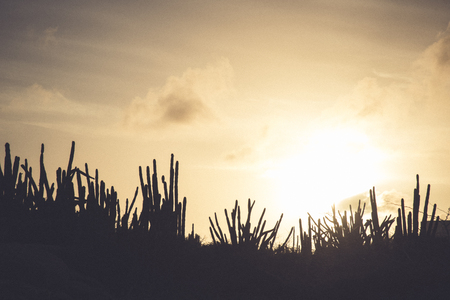 View of the arid nature of Aruba with cactus at sunsetの写真素材