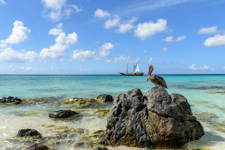 Close up of a Pelican on a cliff in a caribbean beach of Arubaの写真素材