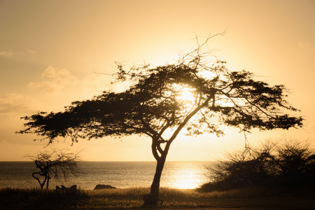 Silhouette of a Divi Tree at sunset in Arubaの写真素材