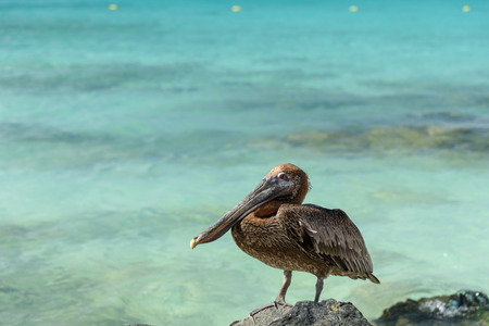 Close up of a Pelican on a cliff in a caribbean beach of Arubaの写真素材