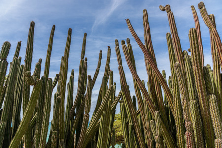 View of the arid nature of Aruba with cactus against blue skyの写真素材