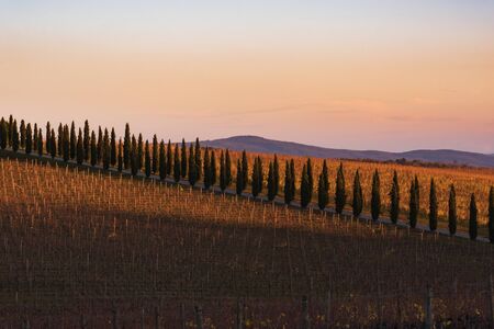 Chianti vineyard at sunset light near the town of Villa a Sesta, Tuscany, Italyの写真素材