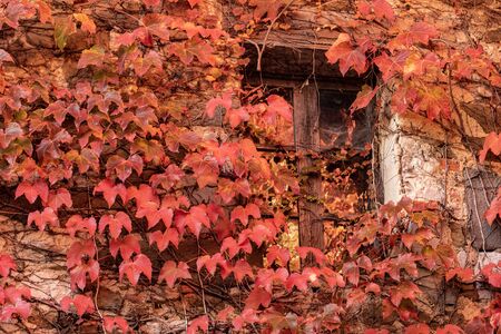An abandoned building surrounded by red ivy. Autumn season.の写真素材