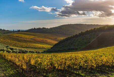 Scenic view of chianti Vineyards in autumn near the small and famous town of Radda in Chiantiの写真素材