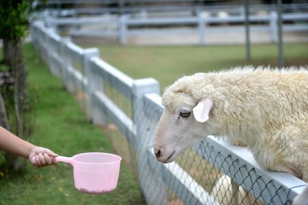 Feeding sheep by a children hand holding pink tank.の写真素材