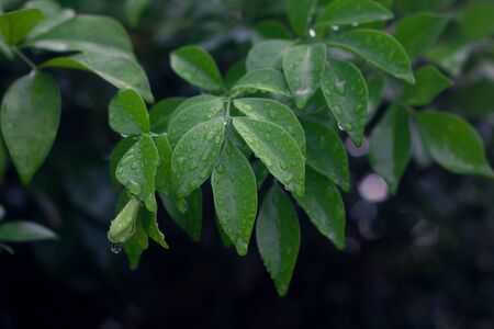 leaf on the dark