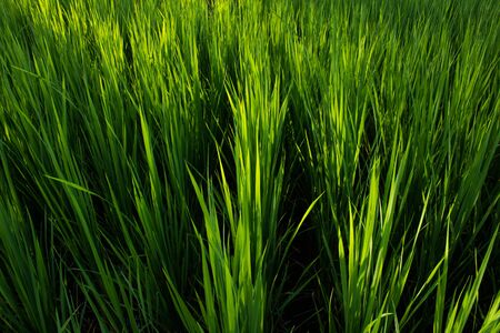 For rice from topの写真素材