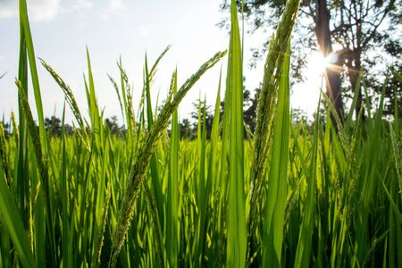A rice from the frontの写真素材