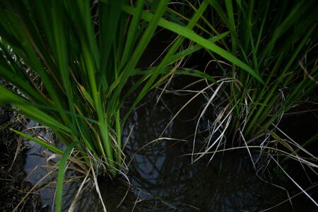 Root crops in waterの写真素材