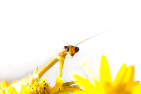 Lap steel mantis on yellow flower.の写真素材
