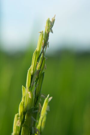 The green white flowers rice fieldsの写真素材