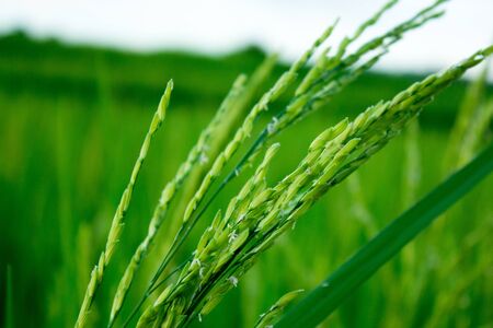 The green rice fieldsの写真素材