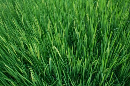 The green rice fieldsの写真素材