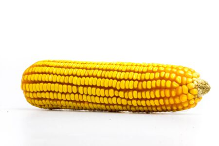 Corn dry white backgroundの写真素材