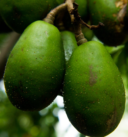 Otaheite apple rings.
