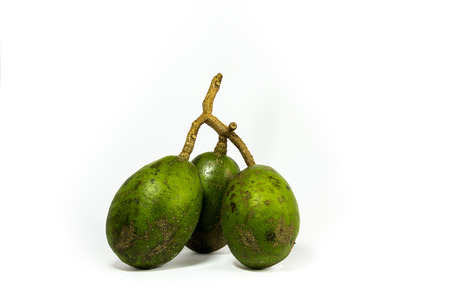 fresh hog plum growing on a treeの写真素材