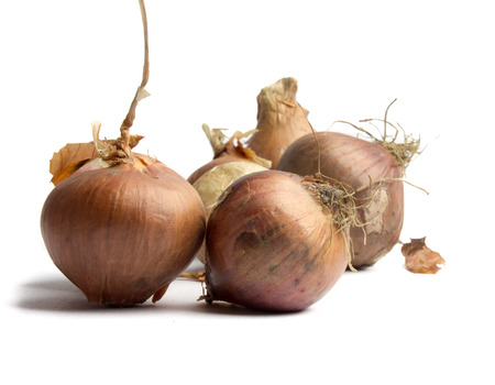 Onions on a white background.の写真素材