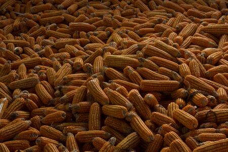 Corn lined space