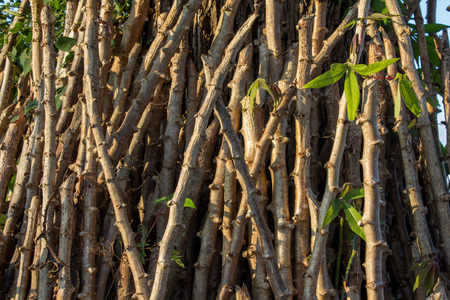 King cassava varieties before planting.の写真素材