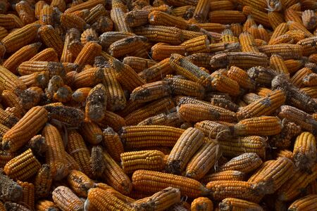 corn on the cob boiled cornの写真素材