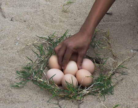 Catch the eggs from the nest of a chicken,
Chicken's nest made of grass green,
Add eggs with dirty hands,の写真素材