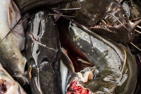 Catfish for cooking