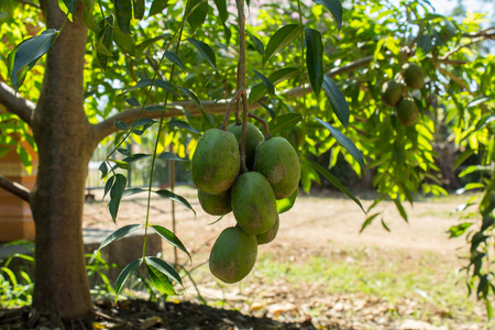 fresh hog plum growing on a tree,Otaheite apple rings.