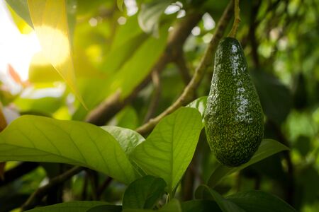 Bunch of ripe avocados on the tree, selective focus.の写真素材