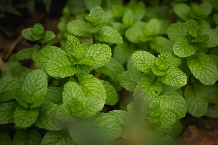 properties of strong teeth and fresh ivy as a ground cover plant types .Tropical Vegetablesの写真素材
