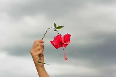Red hibiscus flowers in hand.の写真素材