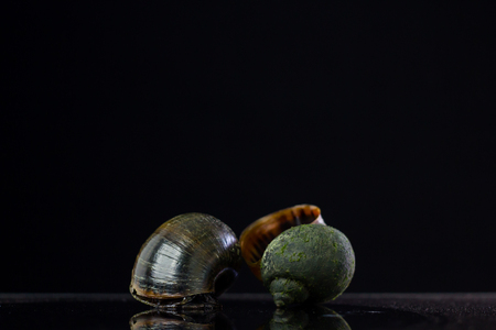 Golden Apple Snail.
On a black background, the enemies in rice fields.の写真素材