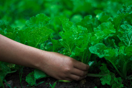 Harvesting organic, non toxic, Chinese Cabbage.
