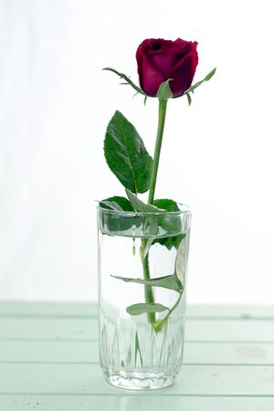 Red rose isolated white,In the dark days of love,copy Space.の写真素材