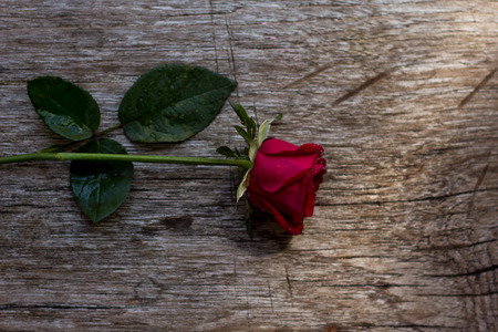 Rose lay on the wooden floor on the day of love,Valentine's.の写真素材