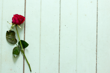 Green rose laying on a wooden floor on the day of love,Valentine's.の写真素材