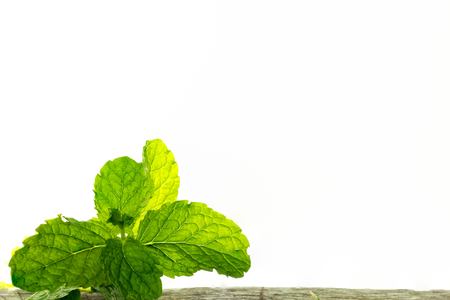 Mint leaves in a front view and copy space.の写真素材