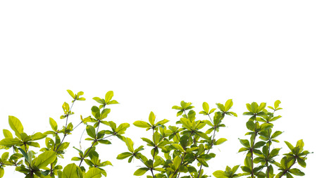 Green young leaves border on white background with copy space.の写真素材