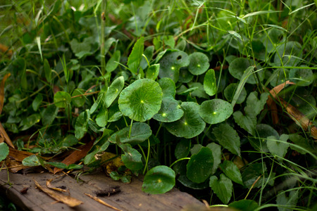 Heart shape of green Asiatic Pennywort (Centella asiatica),healthy food against wood.の写真素材