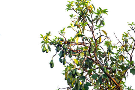 Bunch of ripe avocados on the tree,isolated.の写真素材