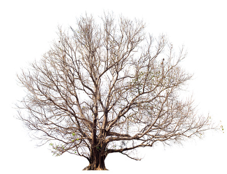 Dry tree without large leaves,Bodhi Tree on white.Tree isolated botanical Tree.の写真素材
