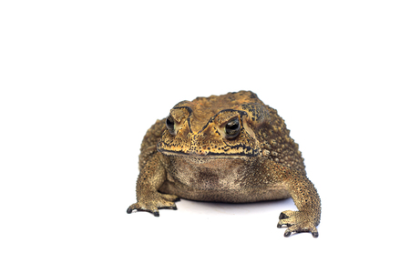 Asian common toad on white background,Toad Isolated.の写真素材