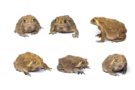 Asian common toad on white background,Toad Isolated.の写真素材