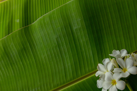 exture background of backlit green banana leaf,There are flowers placed on top..の写真素材