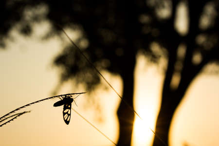 Silhouette insect island branches. On the evening sun.の写真素材